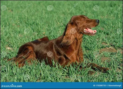 Quelle est la race de ce chien ?