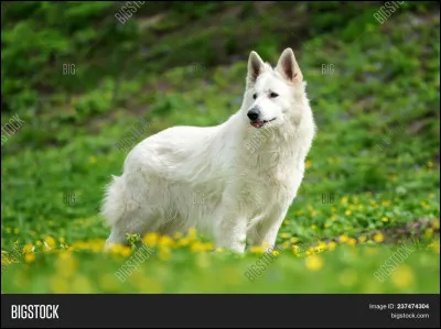 Quelle est la race de ce chien ?