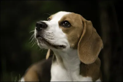 Quelle est la race de ce chien ?