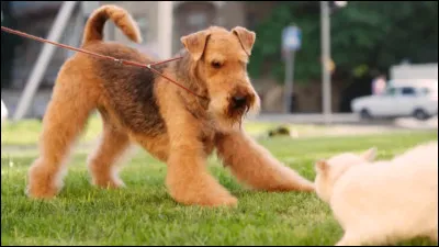 Quelle est la race de ce chien ?