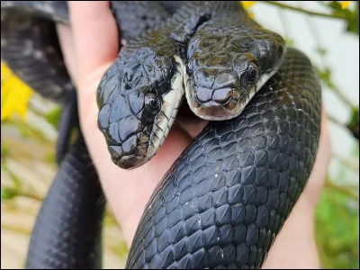 Est-ce une vipère ou une couleuvre ?