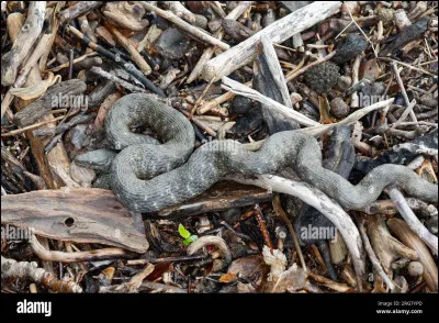 Est-ce une vipère ou une couleuvre ?
