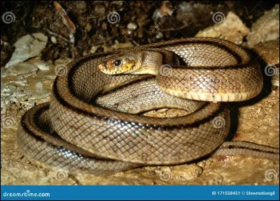 Est-ce une vipère ou une couleuvre ?