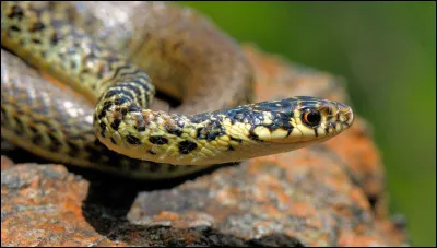 Est-ce une vipère ou une couleuvre ?