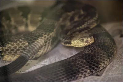 Est-ce une vipère ou une couleuvre ?