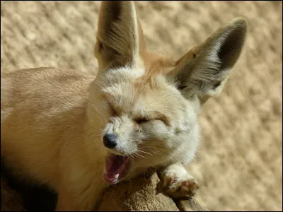 Quel est ce canidé ?