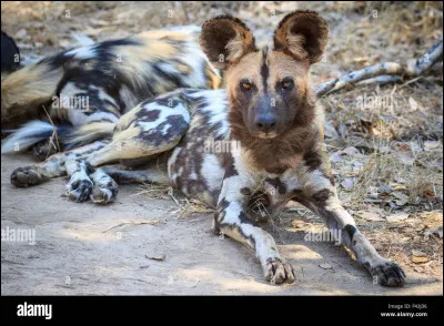 Quel est ce canidé ?