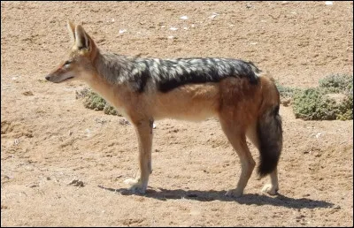 Quel est ce canidé ?