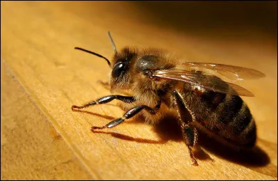 Comment dit-on "abeille" en espagnol ?