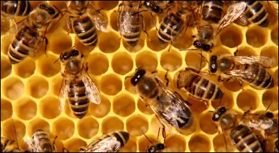 Quand peut-on célébrer la Journée mondiale des abeilles ?