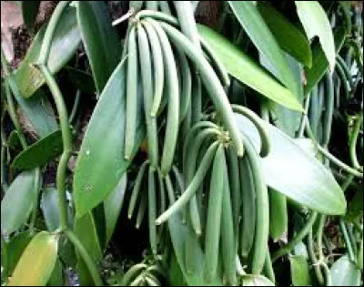 Comment sappelle le fruit du vanillier ?