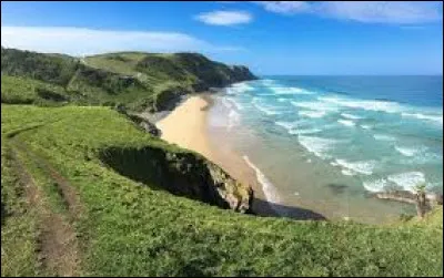 Quel type de végétation prédomine le long des côtes de l'Afrique occidentale, caractérisé par des arbres et des arbustes adaptés aux conditions salines et aux vents côtiers ?