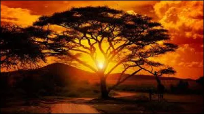 Quel est le nom de l'arbuste épineux largement répandu dans les régions arides et semi-arides d'Afrique, dont les graines sont utilisées comme substitut du café et dont les feuilles sont utilisées dans la médecine traditionnelle ?