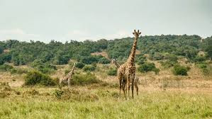 Quiz Animaux