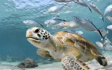 Quiz Animaux