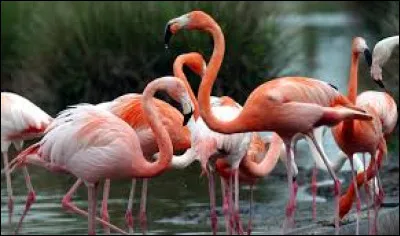 Le flamant rose doit sa couleur aux crustacés qu'il mange quotidiennement.