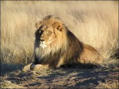 Le rugissement du lion peut s'entendre jusqu'à 5 kilomètres.