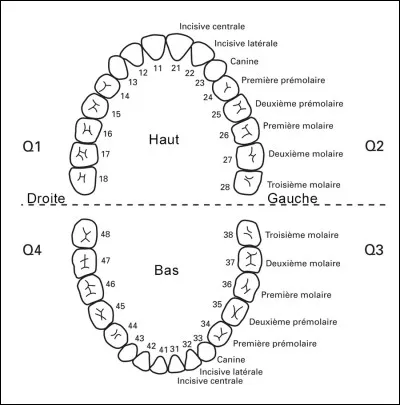 Combien de molaires un adulte possède-t-il ?