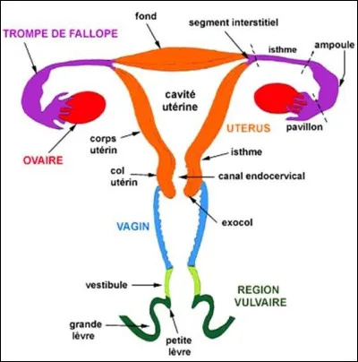 De combien de parties l'appareil génital féminin est-il composé ?