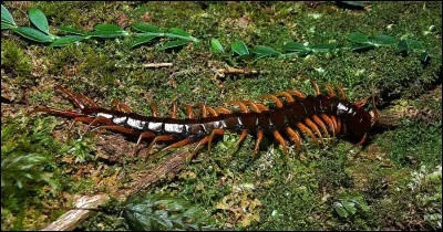 Combien de pattes en moyenne un mille-pattes possède-t-il ?