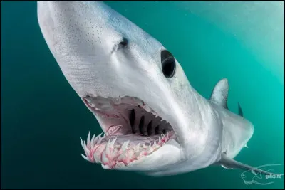 Combien de dents en moyenne un requin possède-t-il ?