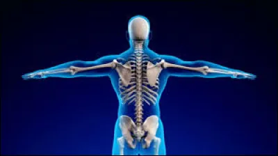 Quel est l'os le plus long du corps humain ?