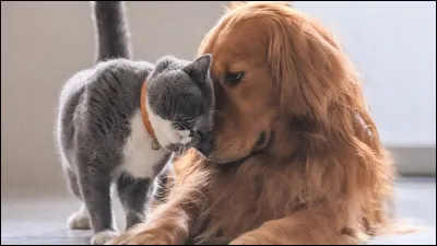 Choisis entre chien ou chat.