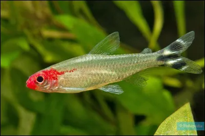Le nez rouge est un poisson originaire d'Amérique du Sud, qui vit en eau...