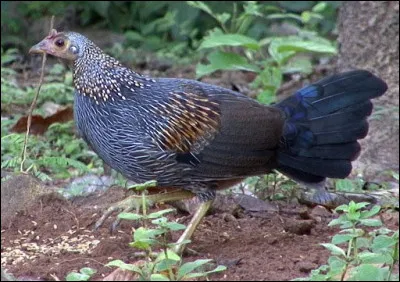 On s'est parfois demandé pour qui sonnait mon premier, mon second rendit Frolo et Quasimodo jaloux, j'espère que mon tout ne vous prendra pas la tête !