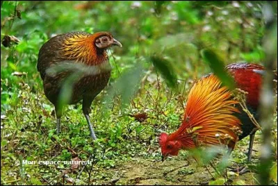 C'est de bon que l'on fait mon premier, mon second est enfantin et plein de défis, mon troisième roule sur une piste, mon tout peut exploser ... en bouche !