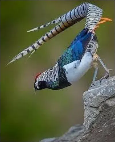 Mon premier n'est pas triste, mon second vient d'une couenne, mon tout se porte bien !