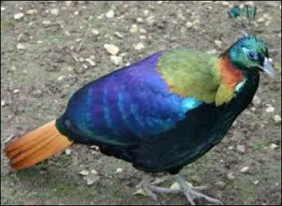 Multiplié par deux, mon premier est le surnom d'une chanteuse américaine, mon second se pose souvent sur un mur, mon troisième est le néant, mon tout transpirait sur un banc !