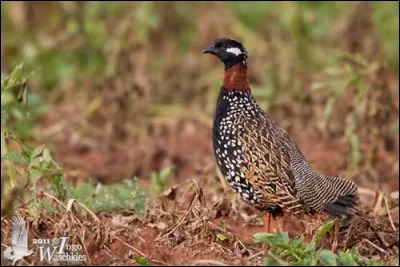 Mon premier fait du sport, mon second est nul, mon troisième t'appartient, mon tout peut finir en croix !