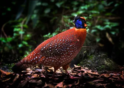 Mon premier fait du sport, mon second s'écrit, mon tout décharge !