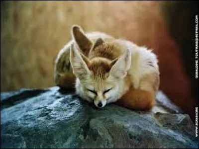 Quels animaux trouve-t-on dans le "cimetière" chanté par Eddy Mitchell ?