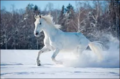 Qui est "Mirza" pour Nino Ferrer ?