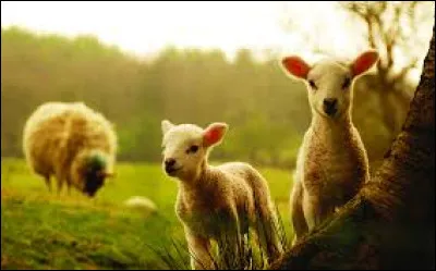 Quelle chanteuse a interprété "Papillon de nuit" en 1987 ?