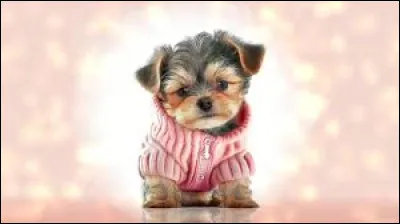 Durant quelle décennie J.J Lionel a-t-il chanté "La Danse des canards" ?