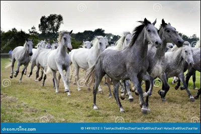 Est-ce que les chevaux sont grégaires (vivent-ils en groupe) ?