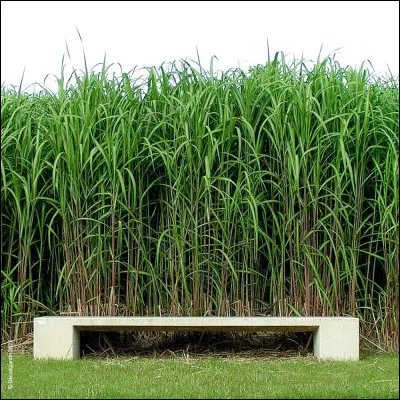 Les chevaux mangent-ils de l'herbe ?