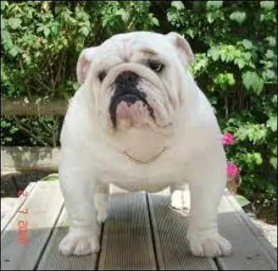 À quel film ce bulldog anglais a-t-il donné son nom ?