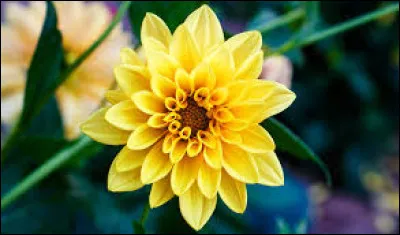 Comment se nomme cette fleur aux pétales jaunes ?