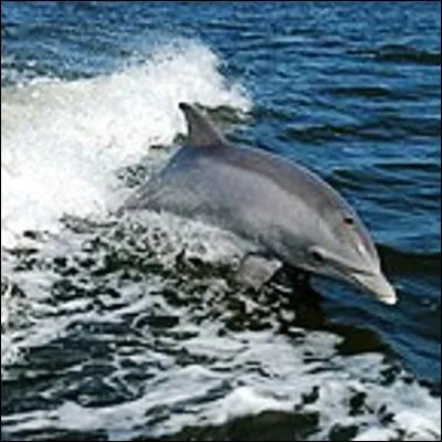 Quel mammifère aquatique détecte ses proies à laide de ses vibrisses ?