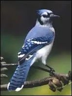 Quel est cet oiseau ?