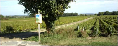 Quel est ce vignoble réputé, situé dans la vallée du Cher près de Vierzon ?