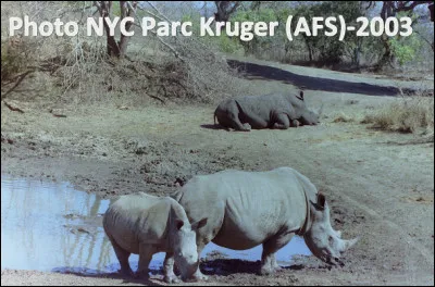 Quel est cet animal en R un mammifère avec une ou deux cornes sur le nez, il a un corps massif et des pattes grosses et courtes ?