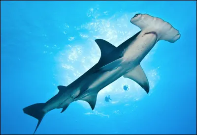 Quelle est cette espèce de requin en R dont la tête ressemble à un outil ?