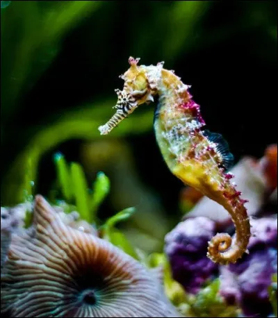 La femelle hippocampe pond ses ufs dans la poche du mâle.