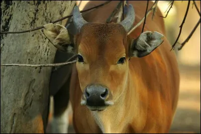 De combien de poches l'estomac des ruminants est-il composé ?
