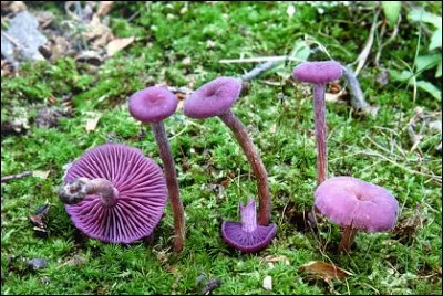 Quel est le nom de ce champignon violet ?